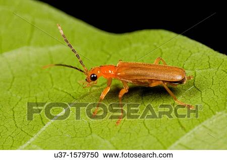 Beetle found at Kampung Skudup, Sarawak, Borneo View Large Photo Image Stock Image - Beetle found at Kampung Skudup, Sarawak, Borneo. Fotosearch