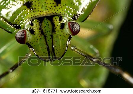 Beetle found at Kampung Skudup, Sarawak, Borneo View Large Photo Image Stock Image - Beetle found at Kampung Skudup, Sarawak, Borneo. Fotosearch