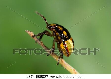 Beetle found at Kampung Skudup, Sarawak, Borneo View Large Photo Image Stock Photo - Beetle found at Kampung Skudup, Sarawak, Borneo. Fotosearch