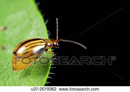 Beetle. Image taken at Kampung Skudup, Sarawak, Malaysia. View Large Photo Image Stock Image - Beetle. Image taken at Kampung Skudup, Sarawak, Malaysia.. Fotosearch