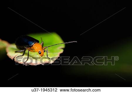 Stock Image - Beetle. Image taken at Matang Family Park, Sarawak, Malaysia.. Fotosearch