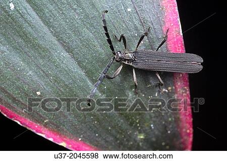 Beetle. Image taken at Matang Family Park, Sarawak, Malaysia. View Large Photo Image Stock Photo - Beetle. Image taken at Matang Family Park, Sarawak, Malaysia.. Fotosearch