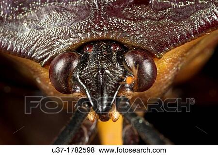 Beetle in close-up. Image taken at Kampung Satau, Singai, Sarawak, Malaysia. View Large Photo Image Stock Photo - Beetle in close-up. Image taken at Kampung Satau, Singai, Sarawak, Malaysia.. Fotosearch