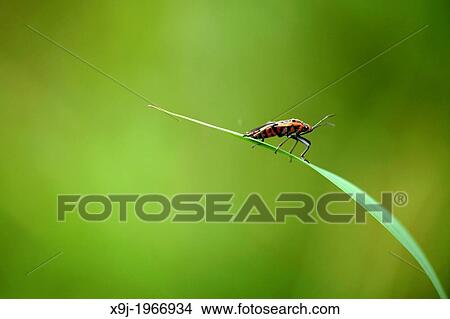 beetle of borneo View Large Photo Image Picture - beetle of borneo. Fotosearch