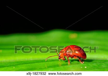 Beetle, orange color of Beetle, borneo View Large Photo Image Stock Image - Beetle, orange color of Beetle, borneo. Fotosearch