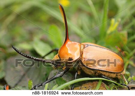 Picture - Beetle. Fotosearch
