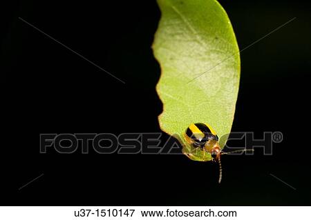 Beetle View Large Photo Image Stock Photo - Beetle. Fotosearch