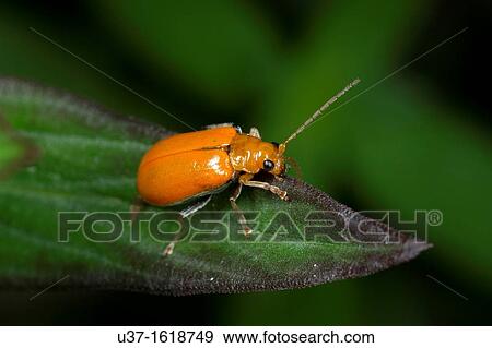 Beetle View Large Photo Image Stock Photo - Beetle. Fotosearch