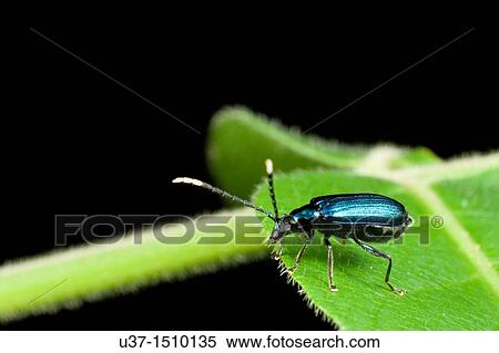 Beetle View Large Photo Image Stock Photography - Beetle. Fotosearch