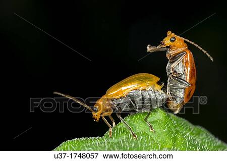 Beetles mating. Image taken at Kampung Skudup, Sarawak, Malaysia. View Large Photo Image Stock Photo - Beetles mating. Image taken at Kampung Skudup, Sarawak, Malaysia.. Fotosearch
