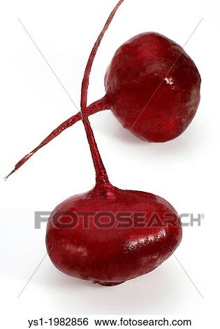 Beetroot, beta vulgaris rubra against White Background. View Large Photo Image Stock Photograph - Beetroot, beta vulgaris rubra against White Background.. Fotosearch