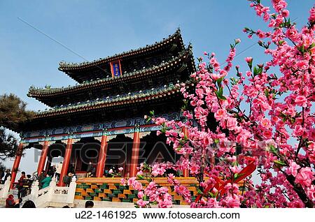Beijing (China): fake blossoming cherry tree by the temple in Jingshan Park View Large Photo Image Stock Photography - Beijing (China): fake blossoming cherry tree by the temple in Jingshan Park. Fotosearch