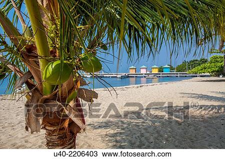 Belize, Placencia, beach cabanas through coconut tree. View Large Photo Image Stock Image - Belize, Placencia, beach cabanas through coconut tree.. Fotosearch