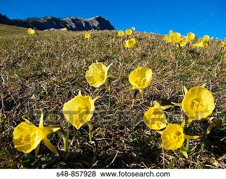 Bell-shaped yellow daffodils (Narcissus bulbocodium) in Gorbea Natural Park, Biscay, Basque Country, Spain. View Large Photo Image Stock Photo - Bell-shaped yellow daffodils (Narcissus bulbocodium) in Gorbea Natural Park, Biscay, Basque Country, Spain.. Fotosearch