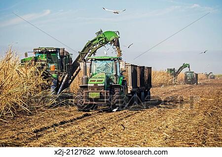 Belle Glade, Florida - Mechanical harvest of sugar cane in South Florida. View Large Photo Image Stock Image - Belle Glade, Florida - Mechanical harvest of sugar cane in South Florida.. Fotosearch