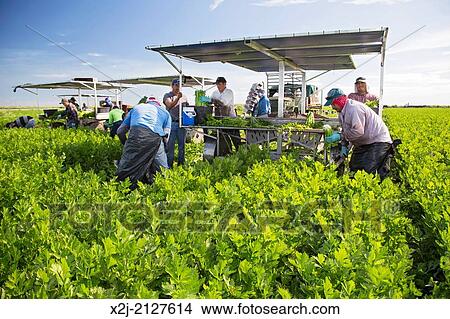 Belle Glade, Florida - Workers harvest celery at Roth Farms. View Large Photo Image Picture - Belle Glade, Florida - Workers harvest celery at Roth Farms.. Fotosearch
