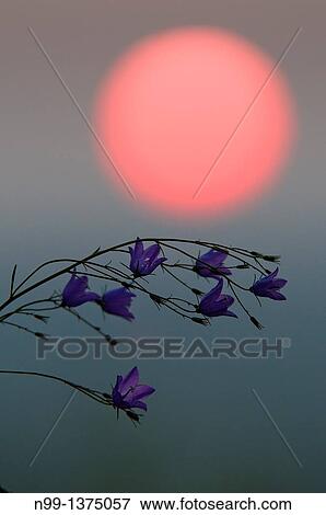 Stock Photo - Bellflower Campanula sp against sunset. Fotosearch