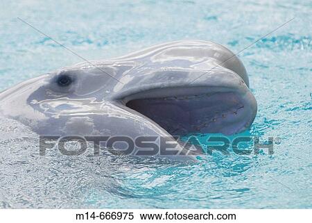 Beluga View Large Photo Image Stock Photography - Beluga. Fotosearch