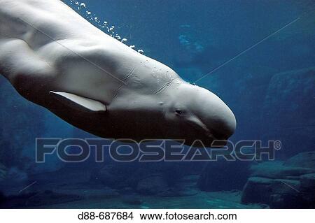 Beluga Whale or White Whale (Delphinapterus leucas) Order: Cetacea. Family: Monodontidae. Vancouver aquarium. British Columbia, Canada View Large Photo Image Picture - Beluga Whale or White Whale (Delphinapterus leucas) Order: Cetacea. Family: Monodontidae. Vancouver aquarium. British Columbia, Canada. Fotosearch