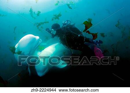 Beluga whale or white whale (Delphinapterus leucas) Sea of Japan, Russky Island, Far East, Primorye, Primorsky Krai, Russia. View Large Photo Image Picture - Beluga whale or white whale (Delphinapterus leucas) Sea of Japan, Russky Island, Far East, Primorye, Primorsky Krai, Russia.. Fotosearch