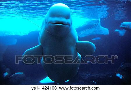 Stock Image - BELUGA WHALE OR WHITE WHALE delphinapterus leucas. Fotosearch