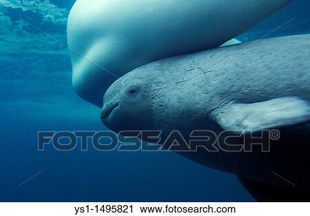 Stock Image - Beluga Whale or White Whale, delphinapterus leucas, Female with Calf. Fotosearch