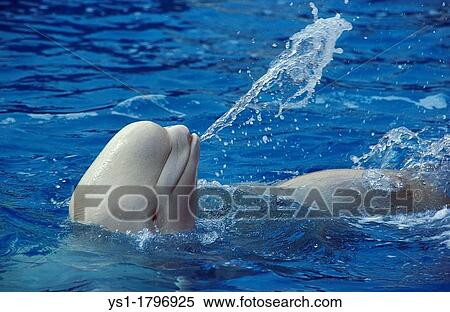 Beluga Whale or White Whale, delphinapterus leucas, Adult splashing Water View Large Photo Image Stock Photography - Beluga Whale or White Whale, delphinapterus leucas, Adult splashing Water. Fotosearch