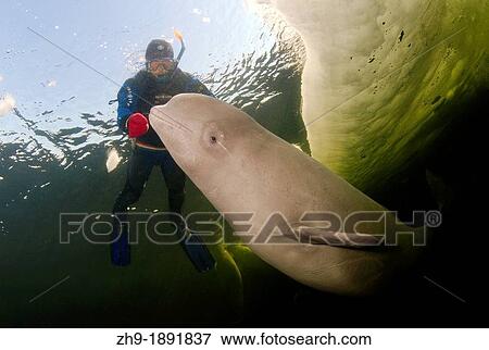 Beluga, White whale Delphinapterus leucas, White Sea, Karelia, north Russia, Arctic View Large Photo Image Stock Photo - Beluga, White whale Delphinapterus leucas, White Sea, Karelia, north Russia, Arctic. Fotosearch