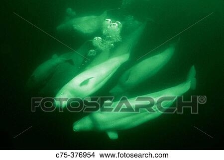 Picture - Belugas (Delphinapterus leucas). Churchill River, Hudson Bay. Manitoba. Canada. Fotosearch