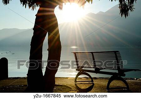 Bench and a tree in backlight close to the lake View Large Photo Image Stock Photography - Bench and a tree in backlight close to the lake. Fotosearch