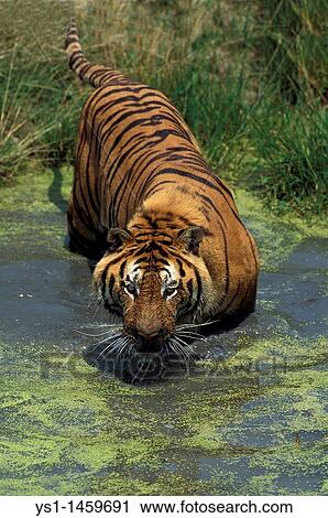 BENGAL TIGER panthera tigris tigris, ADULT ENTERING WATER View Large Photo Image Stock Image - BENGAL TIGER panthera tigris tigris, ADULT ENTERING WATER. Fotosearch