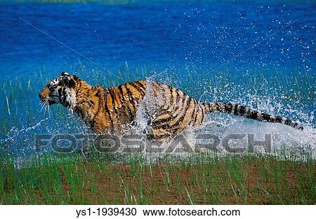 Bengal Tiger, panthera tigris tigris, Adult running in Water. View Large Photo Image Stock Image - Bengal Tiger, panthera tigris tigris, Adult running in Water.. Fotosearch