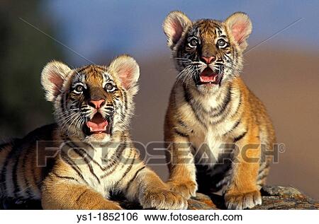 Bengal Tiger, panthera tigris tigris, Cub View Large Photo Image Stock Photograph - Bengal Tiger, panthera tigris tigris, Cub. Fotosearch