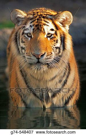Bengal Tiger reflection in water. View Large Photo Image Stock Photo - Bengal Tiger reflection in water.. Fotosearch