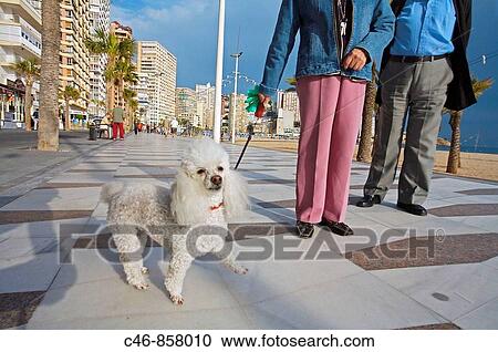Benidorm, Costa Blanca. Alicante province, Comunidad Valenciana, Spain View Large Photo Image Stock Image - Benidorm, Costa Blanca. Alicante province, Comunidad Valenciana, Spain. Fotosearch