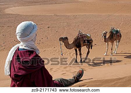 Berber man with camels sitting on Tinfou dunes near Tamegrout, Zagora, Draa Valley, Morocco. View Large Photo Image Stock Image - Berber man with camels sitting on Tinfou dunes near Tamegrout, Zagora, Draa Valley, Morocco.. Fotosearch