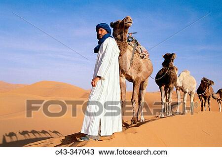 Berber with dromedaries in the great sand dunes of Erg Chebbi at Merzouga, Sahara desert. Southeast Morocco View Large Photo Image Stock Image - Berber with dromedaries in the great sand dunes of Erg Chebbi at Merzouga, Sahara desert. Southeast Morocco. Fotosearch