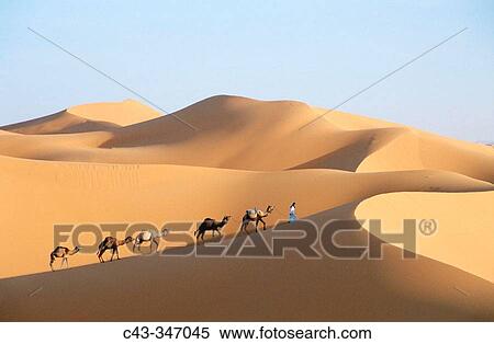 Berber with dromedaries in the great sand dunes of Erg Chebbi at Merzouga, Sahara desert. Southeast Morocco View Large Photo Image Stock Photography - Berber with dromedaries in the great sand dunes of Erg Chebbi at Merzouga, Sahara desert. Southeast Morocco. Fotosearch