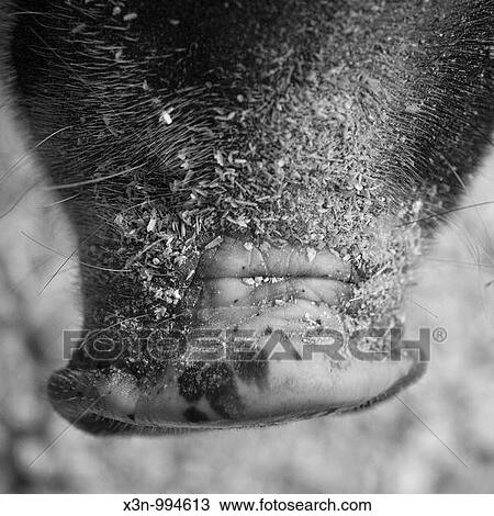 Stock Image - Berkshire pig snout. Fotosearch
