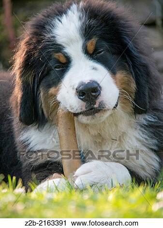 Bernese Mountain Dog puppy chewing a bone. View Large Photo Image Stock Image - Bernese Mountain Dog puppy chewing a bone.. Fotosearch