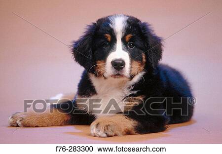 Bernese Mountain dog puppy View Large Photo Image Stock Image - Bernese Mountain dog puppy. Fotosearch