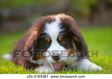 Bernese Mountain Dog puppy. View Large Photo Image Stock Image - Bernese Mountain Dog puppy.. Fotosearch