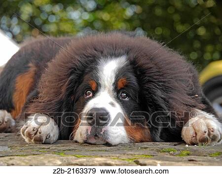 Bernese Mountain Dog puppy. View Large Photo Image Stock Photo - Bernese Mountain Dog puppy.. Fotosearch
