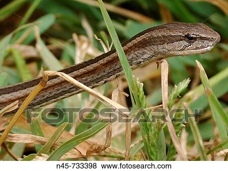 Bernier's Striped Snake (Dromicodryas bernieri) View Large Photo Image Stock Photo - Bernier's Striped Snake (Dromicodryas bernieri). Fotosearch