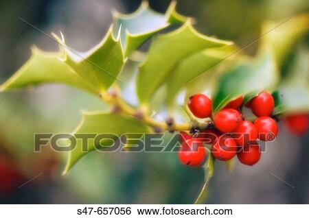 Berries and Leaves of Holly Tree. Ilex aquifolium. November 2006. Maryland, USA View Large Photo Image Stock Photograph - Berries and Leaves of Holly Tree. Ilex aquifolium. November 2006. Maryland, USA. Fotosearch