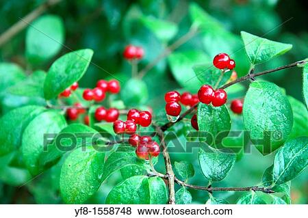 Berries Gudar mountains Spain Teruel View Large Photo Image Stock Photo - Berries Gudar mountains Spain Teruel. Fotosearch