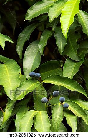 Berries of kopsia arborea blume. bogor botanical garden. bogor city. west java. indonesia. asia. View Large Photo Image Stock Photography - Berries of kopsia arborea blume. bogor botanical garden. bogor city. west java. indonesia. asia.. Fotosearch
