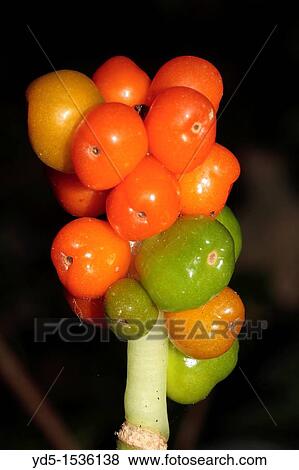 Berries of Lords and Ladies Arum maculatum View Large Photo Image Stock Photo - Berries of Lords and Ladies Arum maculatum. Fotosearch