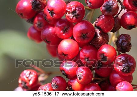 Berries of the Rowan Tree Sorbus aucuparia View Large Photo Image Stock Photo - Berries of the Rowan Tree Sorbus aucuparia. Fotosearch