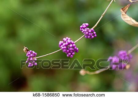 berries, plant, tree. View Large Photo Image Stock Image - berries, plant, tree.. Fotosearch